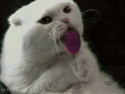 cat-licking-lollipop.gif