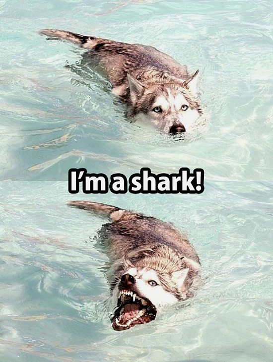 dog-is-shark.jpg