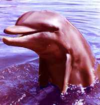 flipper.jpg
