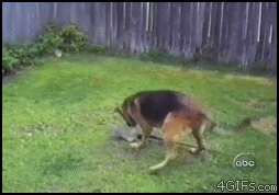 x388i.gif