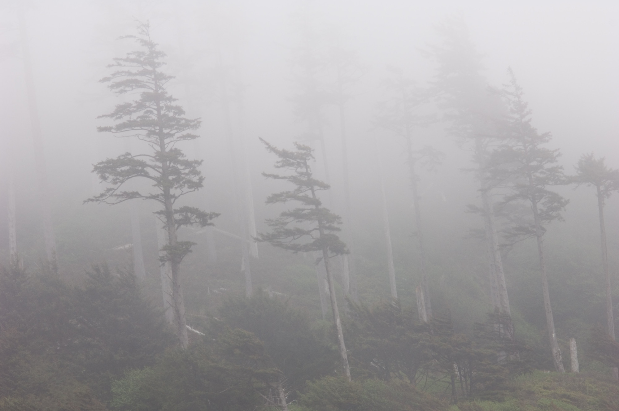 TreesInTheFogLg.jpg