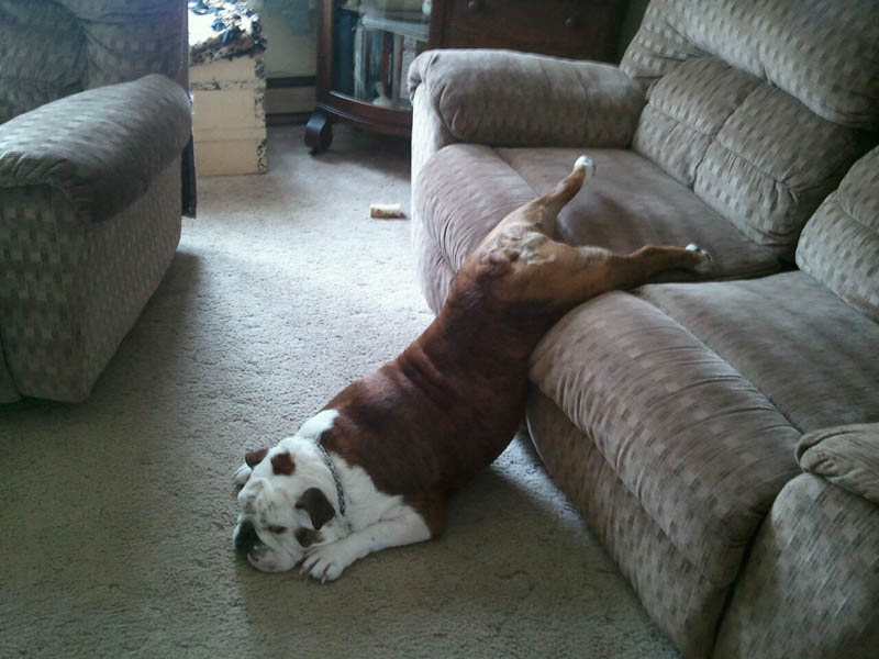 Sleeping-Dog-no.19.jpg