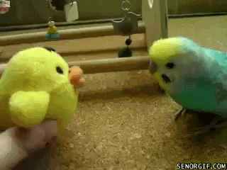 this-bird-looks-strange