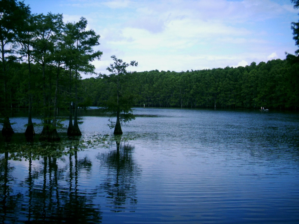 Caddo_Lake-_Cypress.jpg