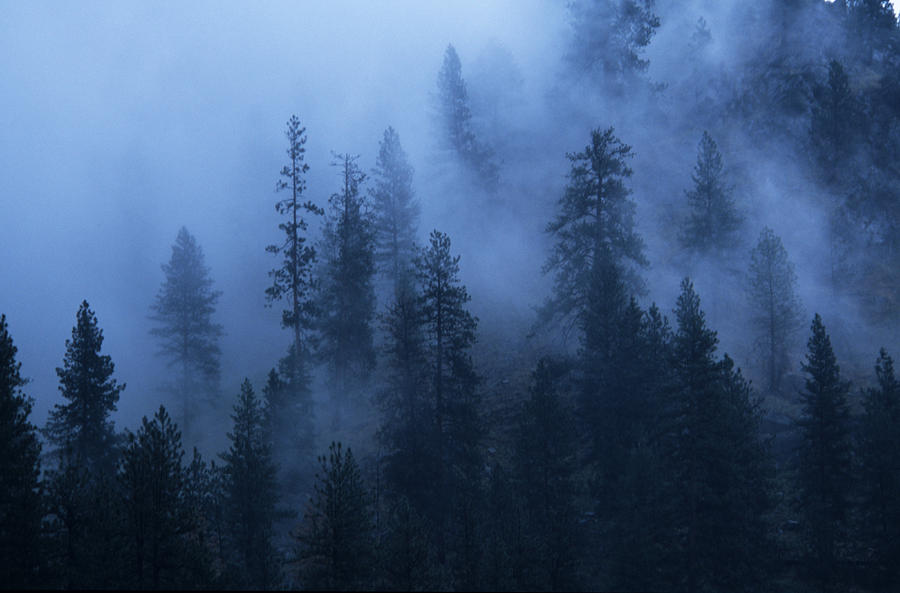 fog-drifts-through-pine-trees-bill-hatcher.jpg
