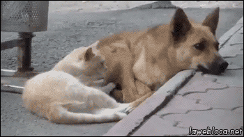 ef444f896a920e5ce60ff97e368e01d5.gif