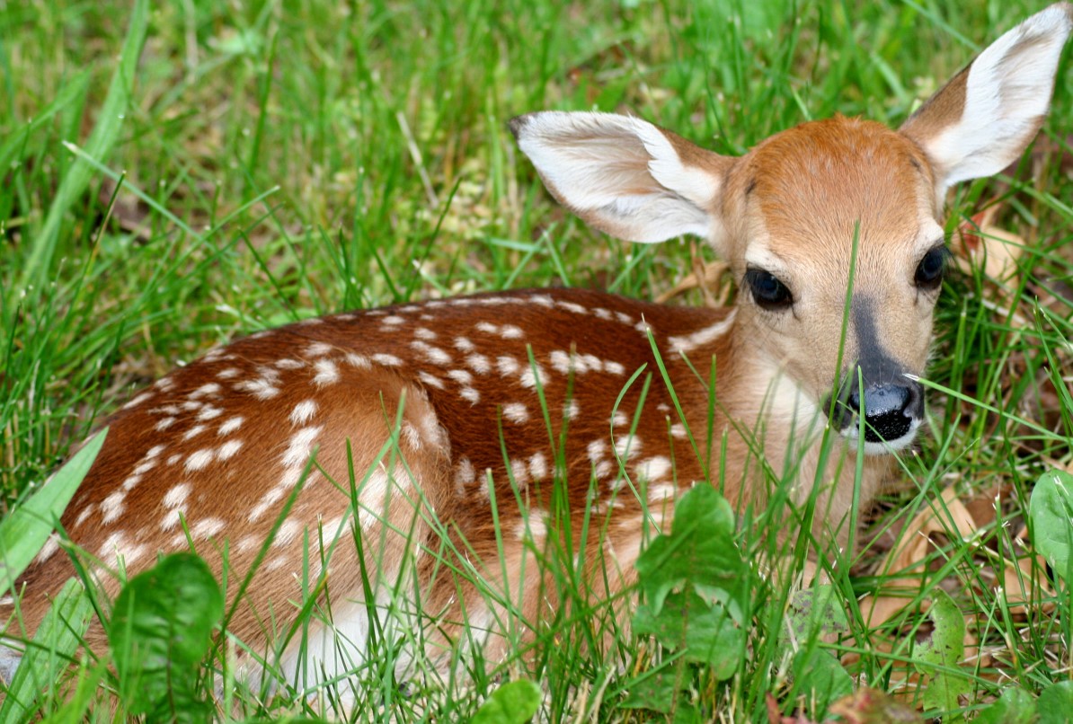 fawn-grass.jpg