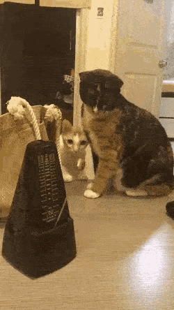 cats-metronome.gif