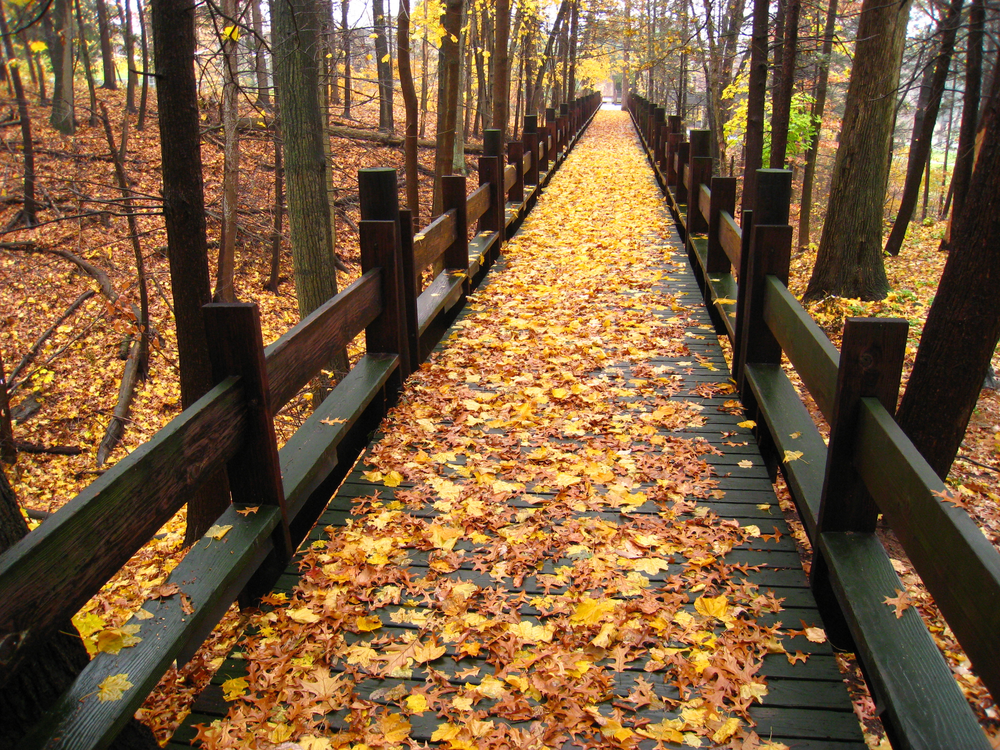 Walkway_in_autumn_-_Choate_Rosemary_Hall.jpg