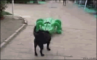 Y4DK.gif