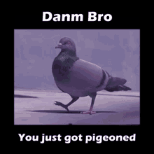 pigeon-get-pigeoned.gif
