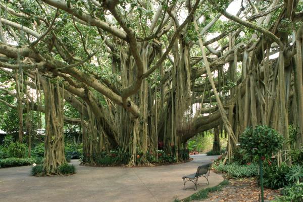 banyan-tree-at-cypress-gardens-randy-matthews.jpg