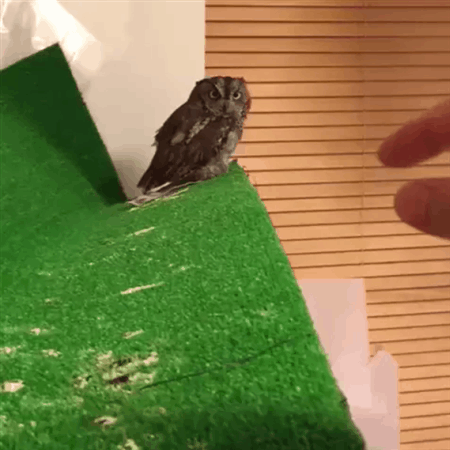 petting-an-owl