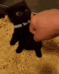 Adorable-Kitty.gif