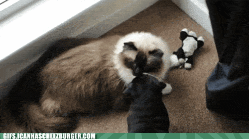 q02Y_Egf0kq_k4iNPN17BQ2.gif