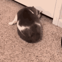 cat-cats.gif