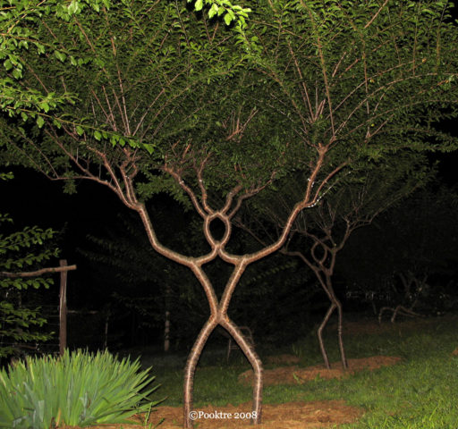 Pooktre-man-tree-shape.jpg