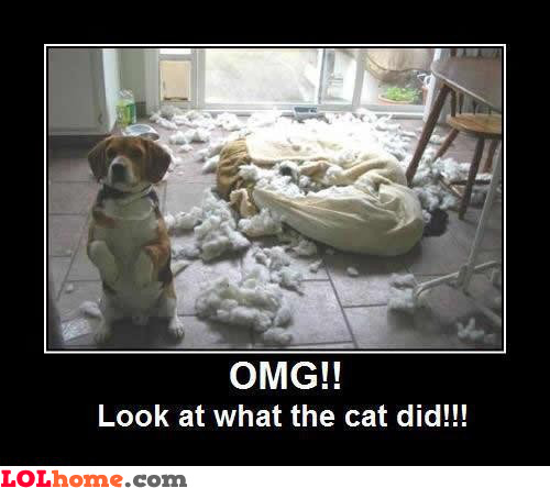 it-s-the-cat-s-fault.jpg