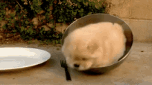 dog-bowl.gif