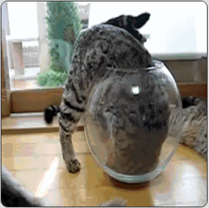 giphy.gif