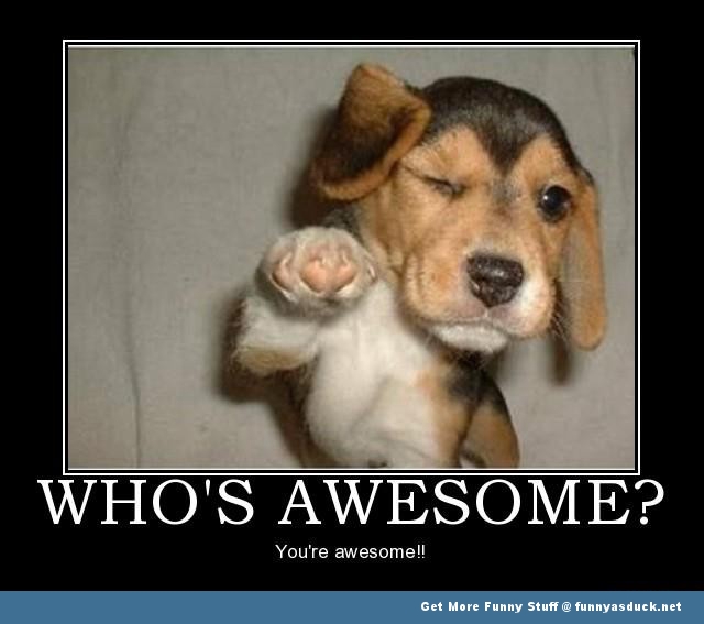 Funny-Awesome-Dog.jpg