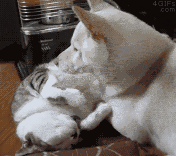 ani_dog-uses-cat-as-pillow.gif