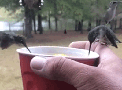 giphy.gif
