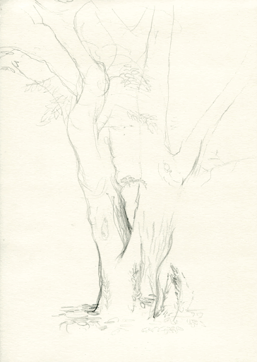 tree-process.gif