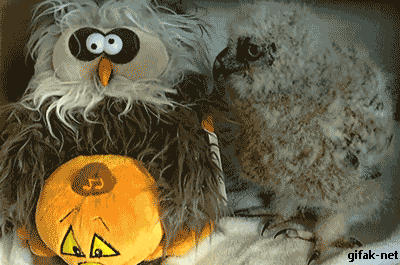 gif-of-baby-owl-dancing-with-halloween-toy