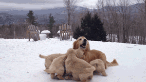 too-many-dogs.gif