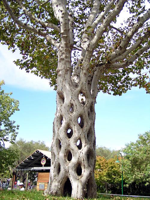 unusual_trees2.jpeg