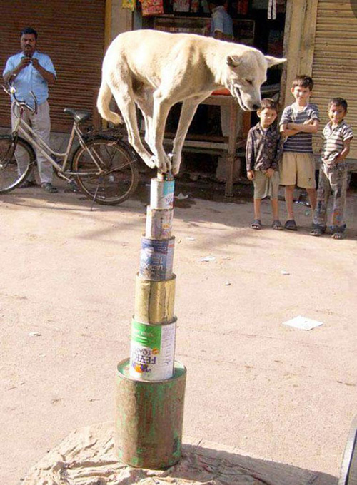 dog-balanced-on-cans.jpg
