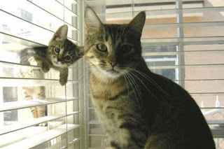 Mom_and_Baby_cat.jpg