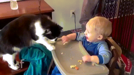 kitty-distracts-victim-while-stealing-food-from-his-hand