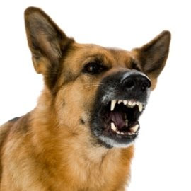 angry_dog.jpg