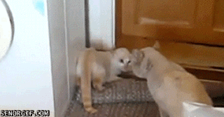 cat-flipping-out