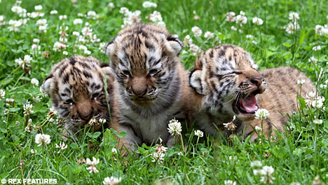NewTigers3G_468x264.jpg