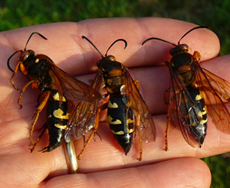 cicadakillersthumb.jpg