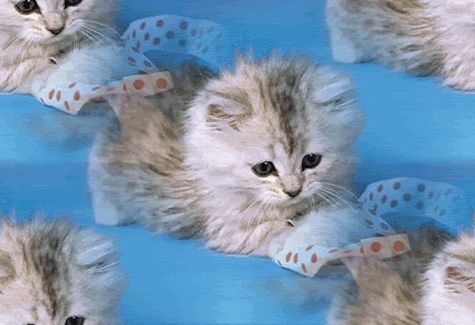 ykitty.gif