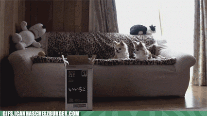 giphy.gif