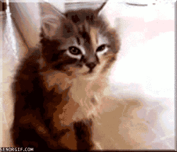 gif-kitty-cat-senorgifcom
