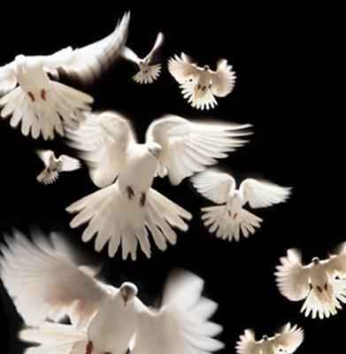 doves.jpg