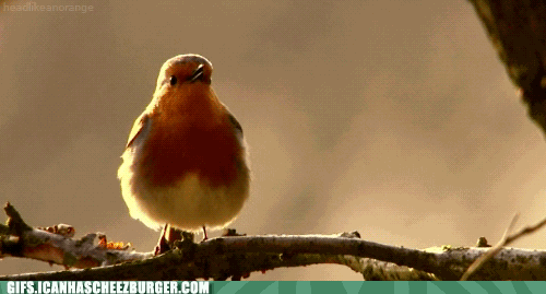 robin-redbreast