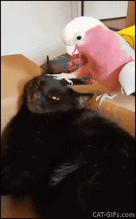 d993105edaaf0ee43664ffcb970d6135.gif