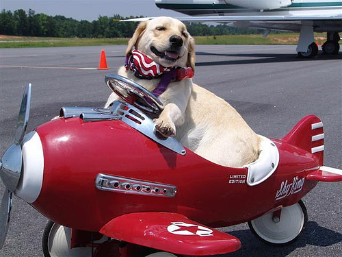 Purebred-Breeders-LLC-Dog-Friendly-Airline.jpg