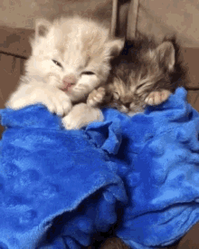 cat-sleep.gif