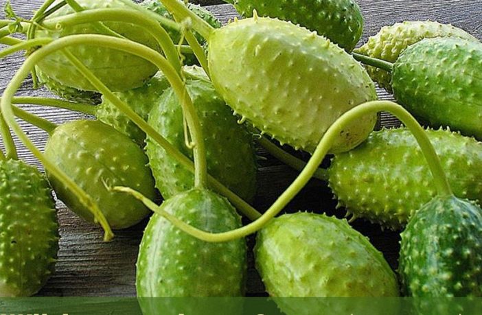 Facts-about-Wild-cucumber-702x459.jpg