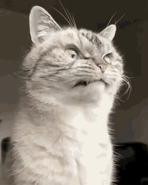 56297044a78e07cc95ed763eb9382907.gif