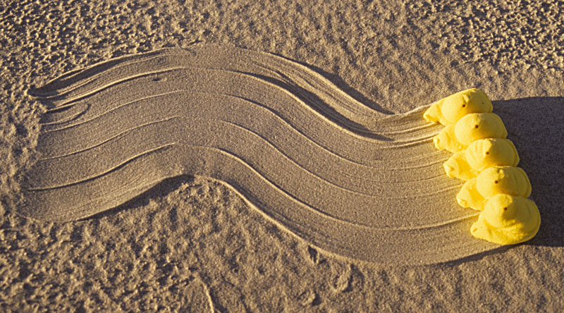 Peep-Trail-Sapelo.jpg