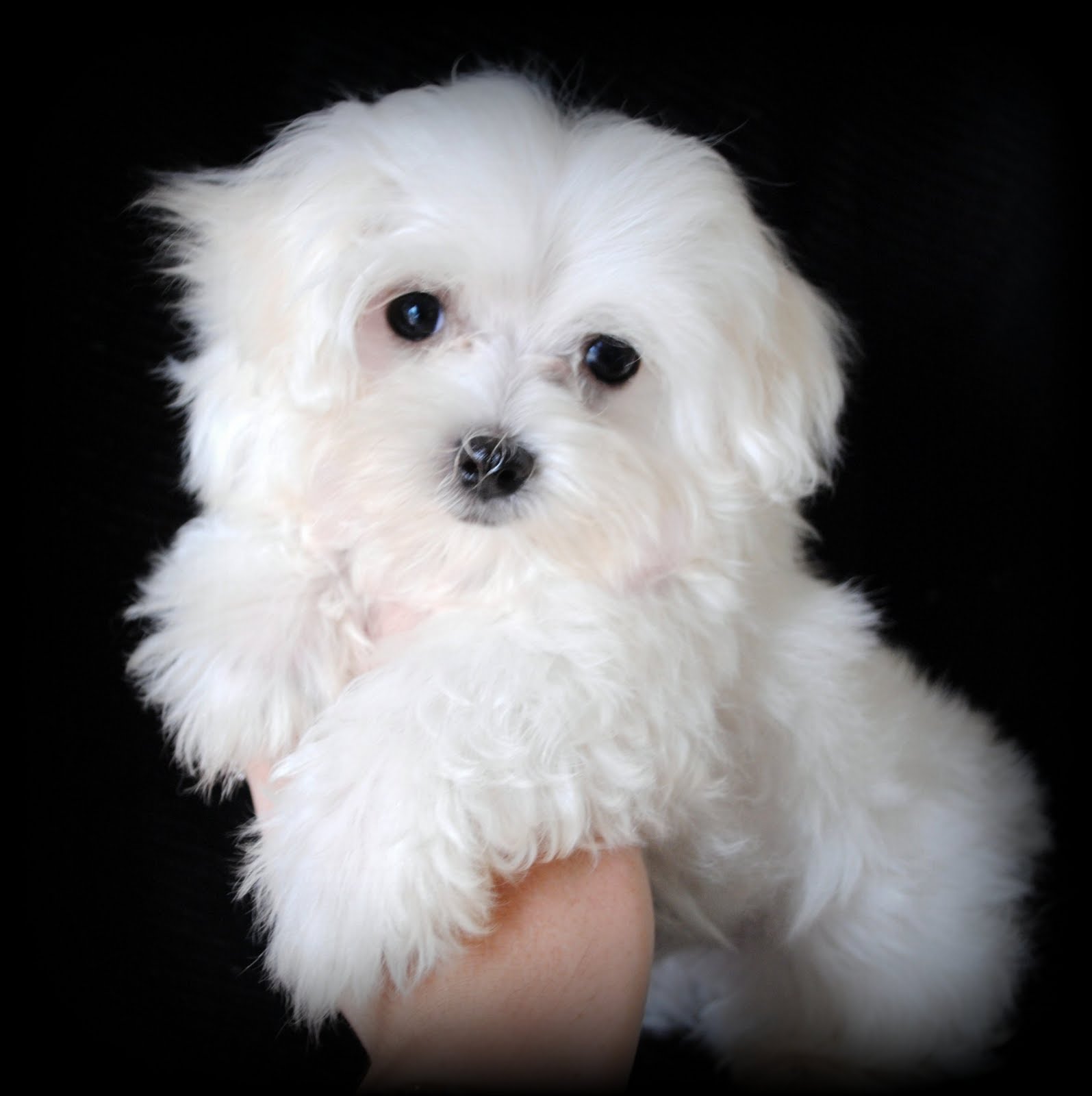 maltese-dog-portrait-photo.jpg